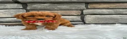 Cavapoo dogs for sale: Molly - Ad 3