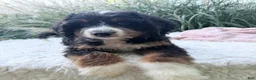 Bernedoodle dogs for sale: Lucy - Ad 8