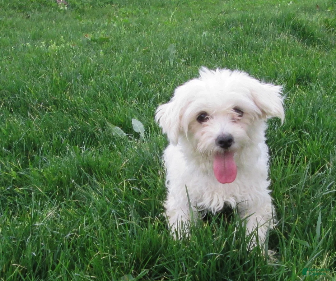 Maltipoo dogs for sale: Clark - Ad 7