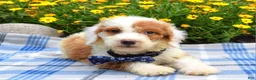 Sheepadoodle dogs for sale: Scout - Ad 5