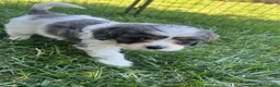 Mixed Breed dogs for sale: Blue Munchkin Bernedoodle  - Ad 7