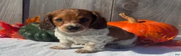 Miniature Dachshund dogs for sale: Hunter - Ad 6