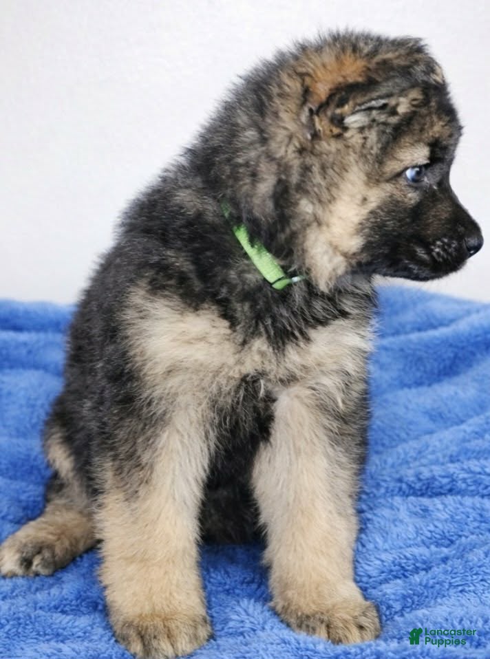 German Shepherd dogs German Shepherd male green collar - Ad 2