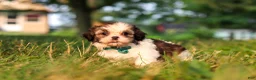 Shih Tzu dogs for sale: Malibu - Ad 4