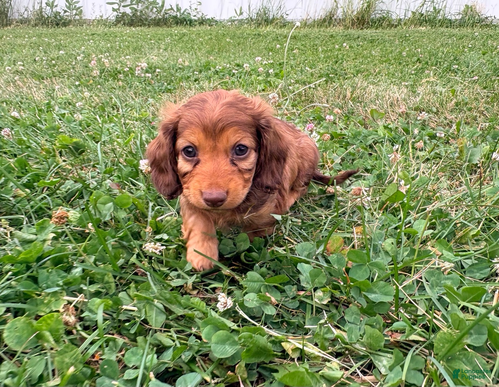 Miniature Dachshund dogs Lady - Ad 1