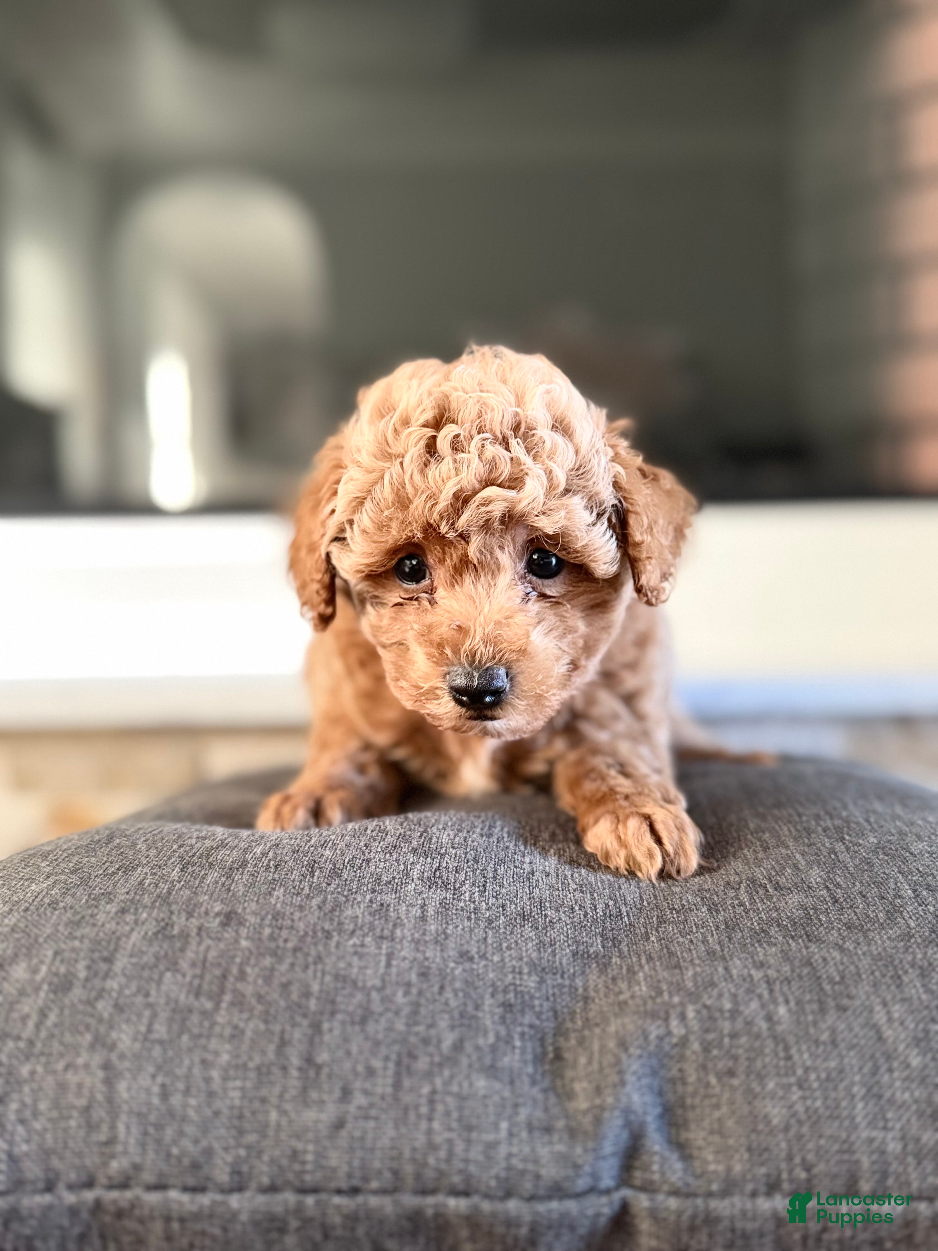 Bichpoo dogs for sale: Teddy - Ad 2