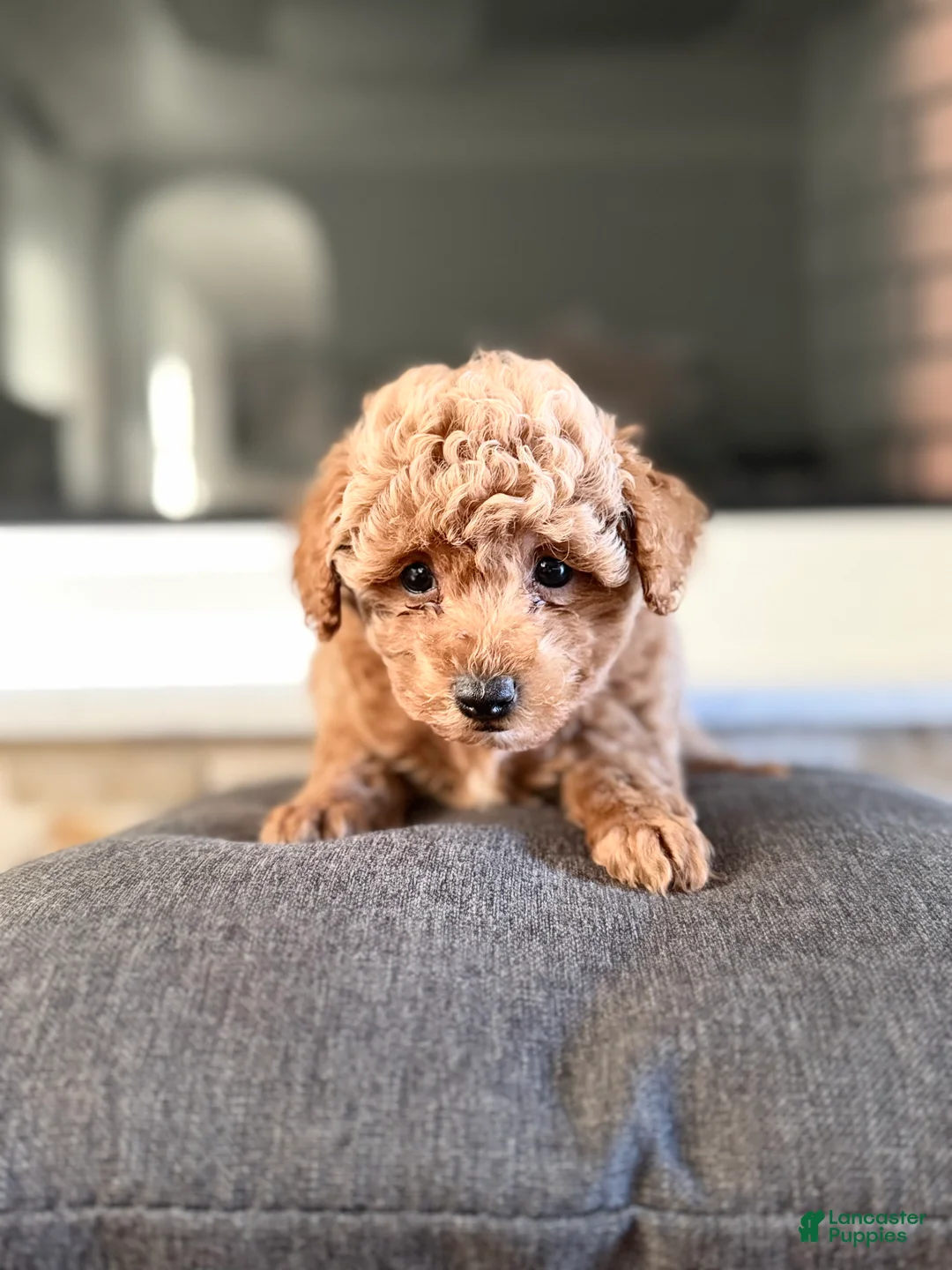 Bichpoo dogs for sale: Teddy - Ad 2