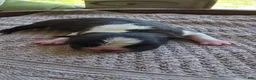 Boston Terrier dogs for sale: Boston Terrier Puppy 1 - Ad 10