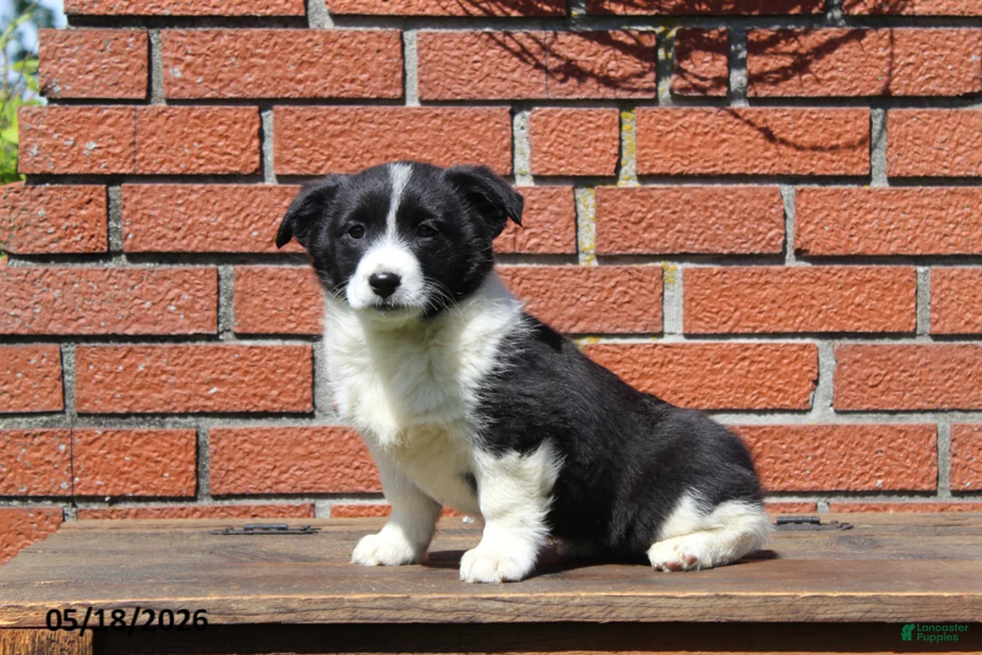 Mixed Breed dogs for sale: Casey - Ad 1