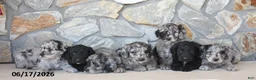 Mini Goldendoodle dogs for sale: Wrenn - Ad 3