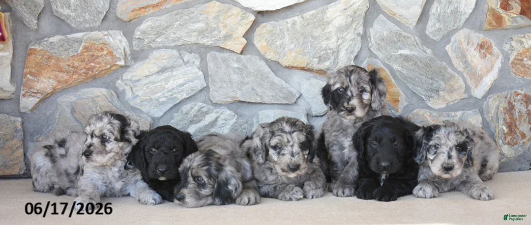Mini Goldendoodle dogs for sale: Wrenn - Ad 3