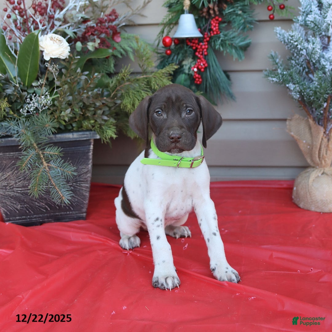 German Shorthaired Pointer dogs for sale: Lenny - Ad 2