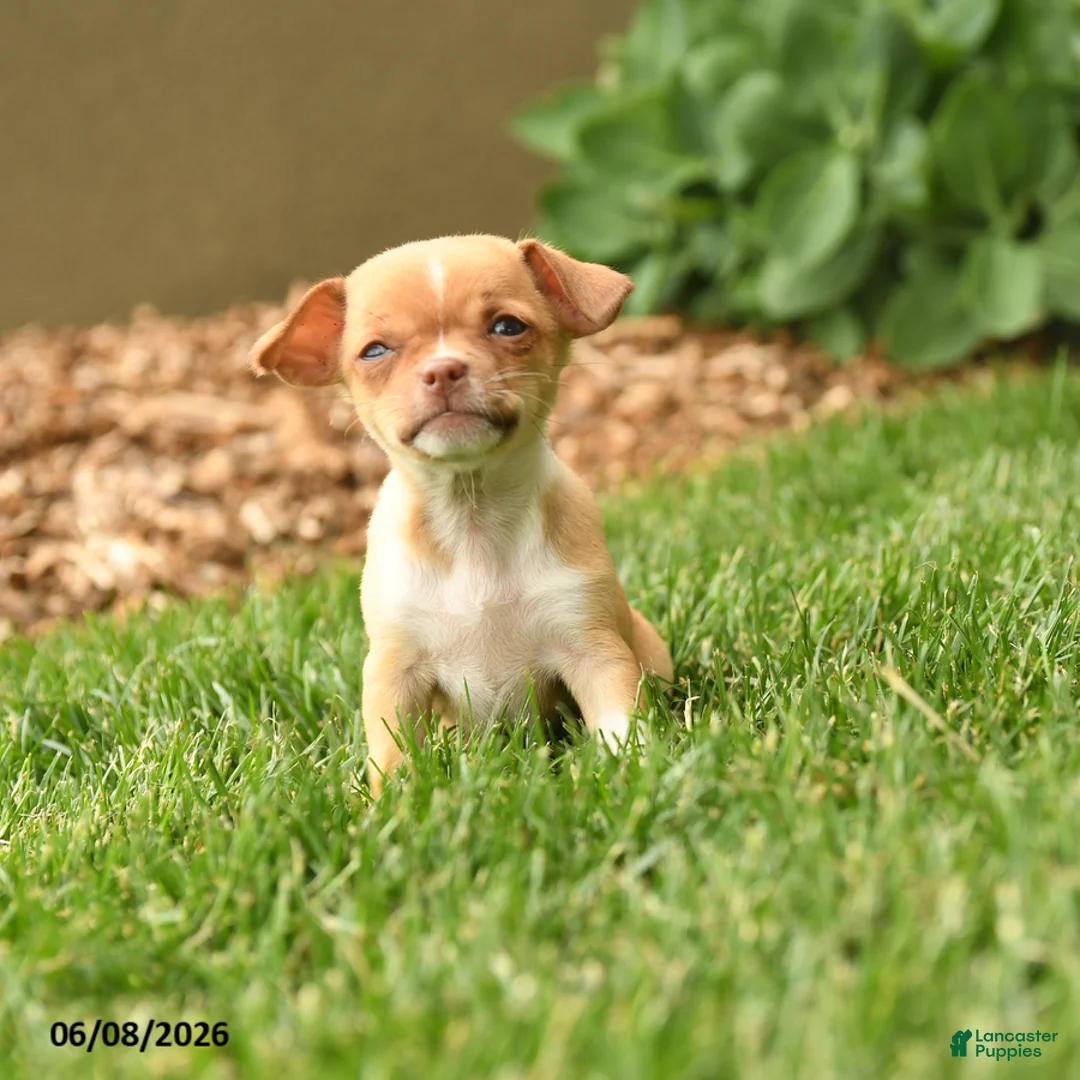 Chihuahua dogs for sale: Juliet - Ad 5