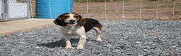 Beagle dogs for sale: Elikhana - Ad 11