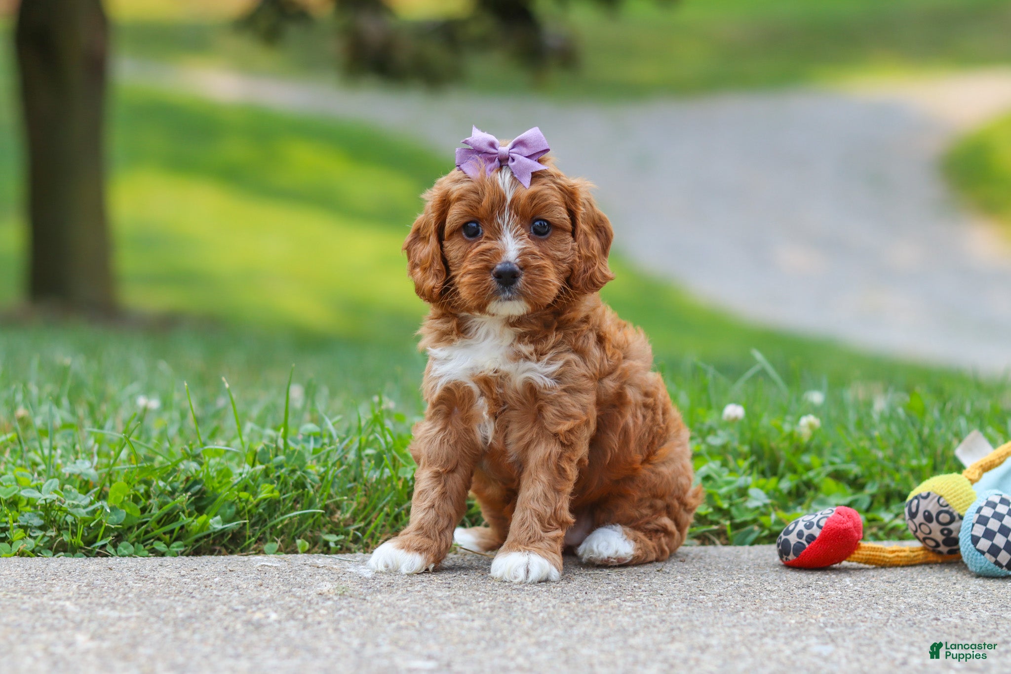 Cavapoo dogs Bella - Ad 1