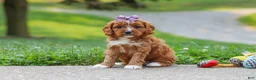 Cavapoo dogs for sale: Bella - Ad 1