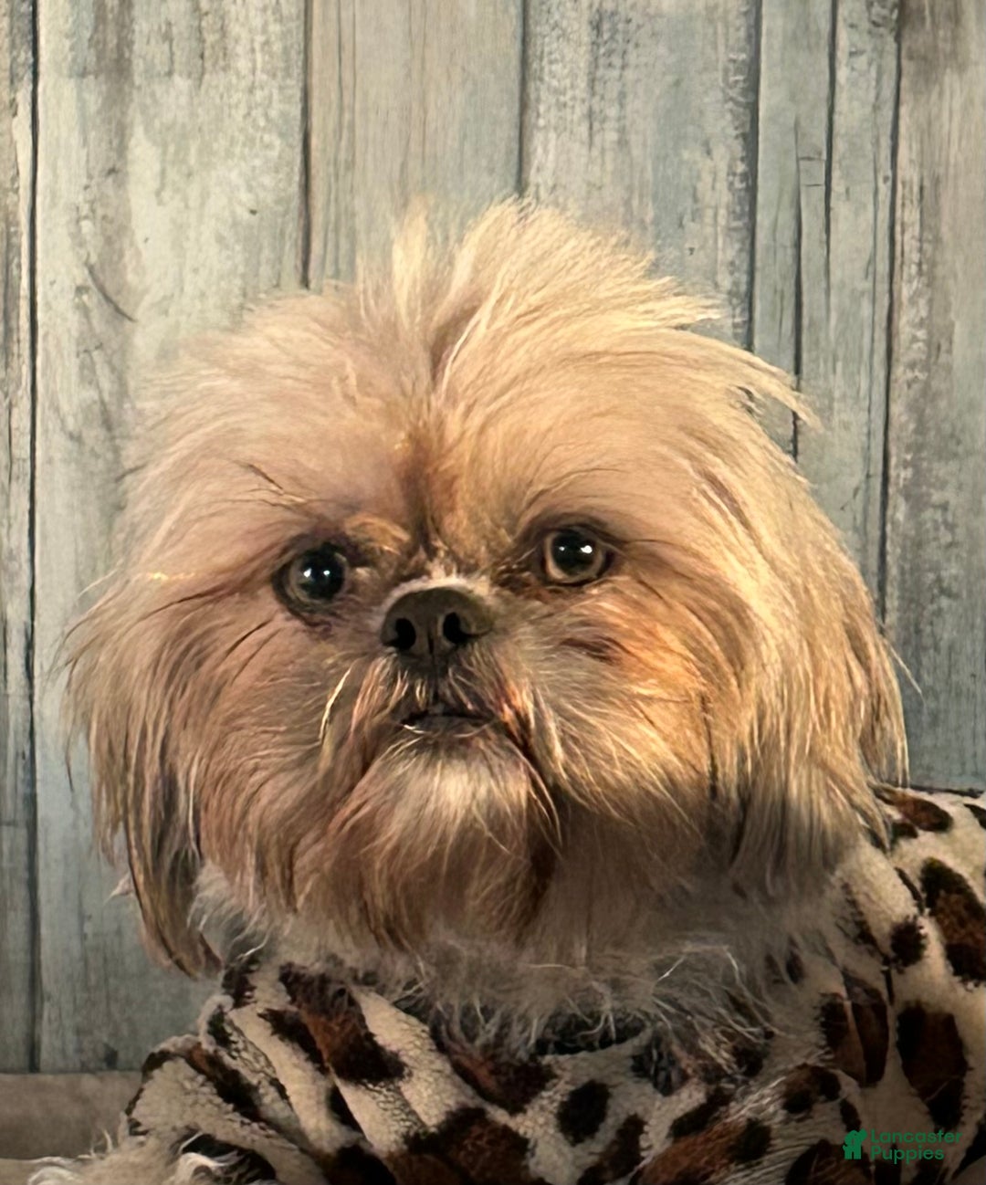 Shih Tzu dogs for sale: Shih Tzu Puppy 2 - Ad 2