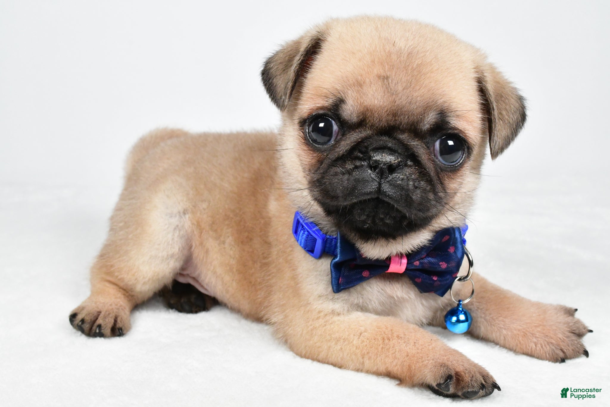 Pug dogs Ace - Ad 1