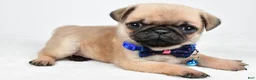 Pug dogs for sale: Ace - Ad 1