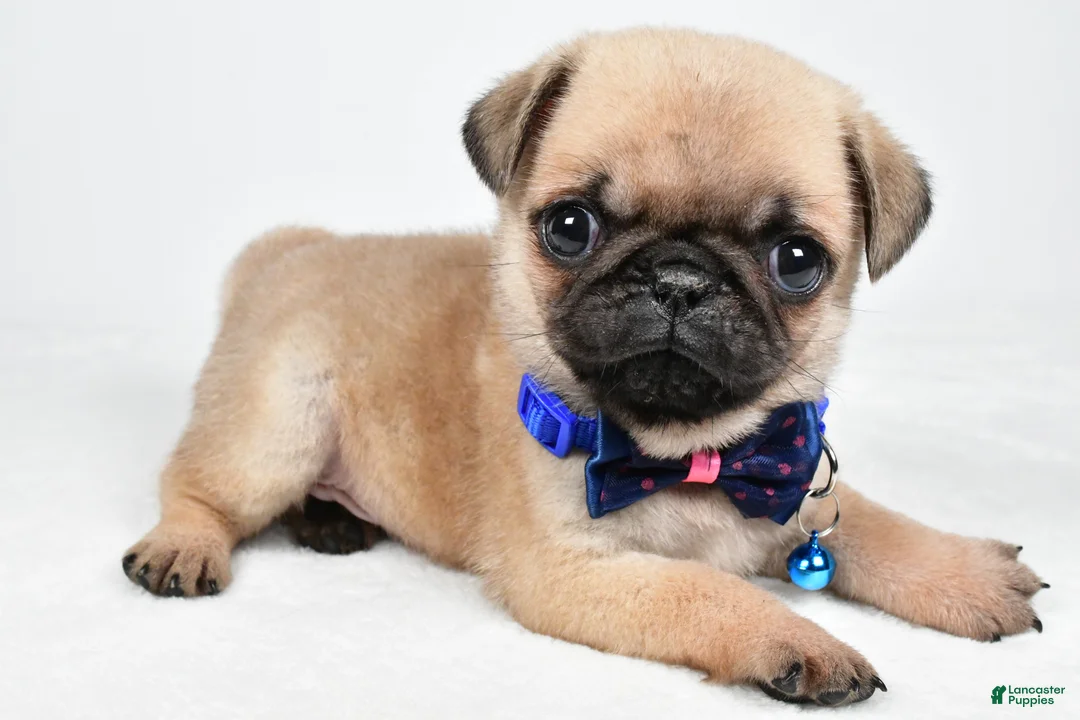 Pug dogs for sale: Ace - Ad 1