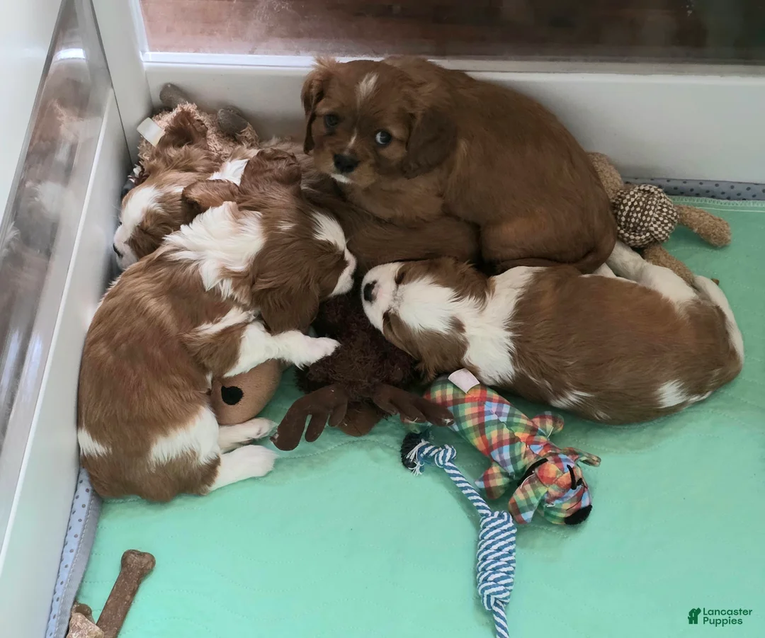 Cavalier King Charles Spaniel dogs for sale: Cavalier King Charles Spaniel 1 - Ad 2
