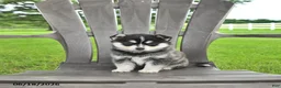 Pomsky dogs for sale: Ashlyn - Ad 4