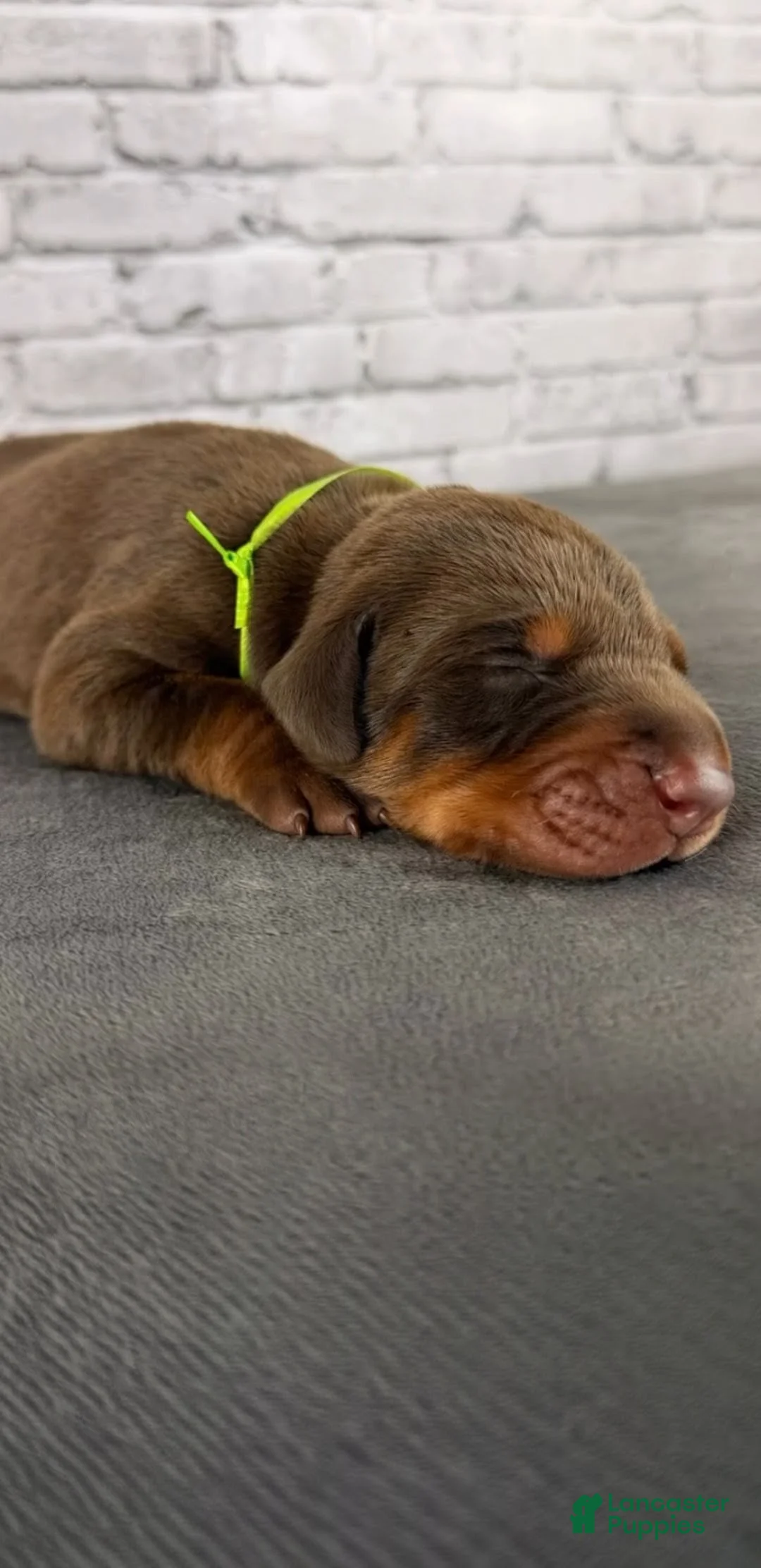 Doberman Pinscher dogs for sale: Phantom's The Franchise "Tyrese Maxey'""'European - Ad 2
