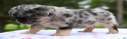Mixed Breed dogs for sale: Ruby blue eyes merle - Ad 16