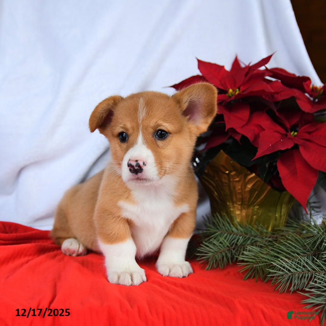 Welsh Corgi Pembroke dogs for sale: Rusty - Ad 5