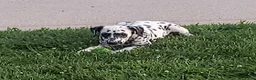 Dalmatian dogs for sale: Sadie Female AKC Dalmatian  - Ad 2