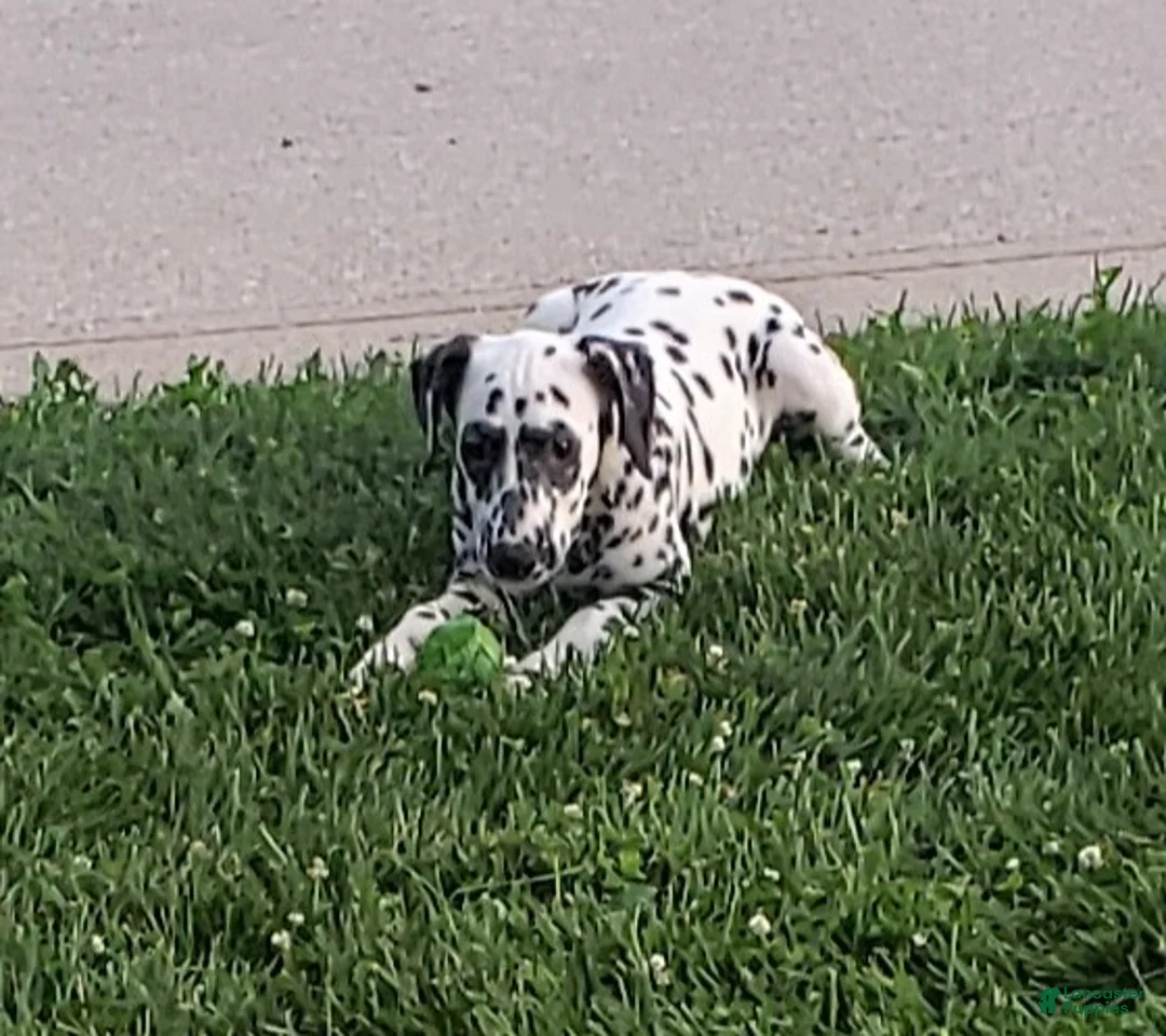 Dalmatian dogs for sale: Sadie Female AKC Dalmatian  - Ad 2