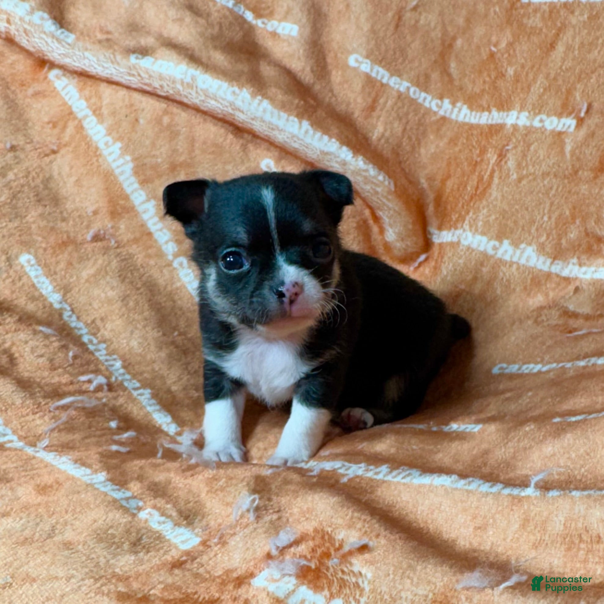 Chihuahua dogs Parker Tiny Short Coat - Ad 2