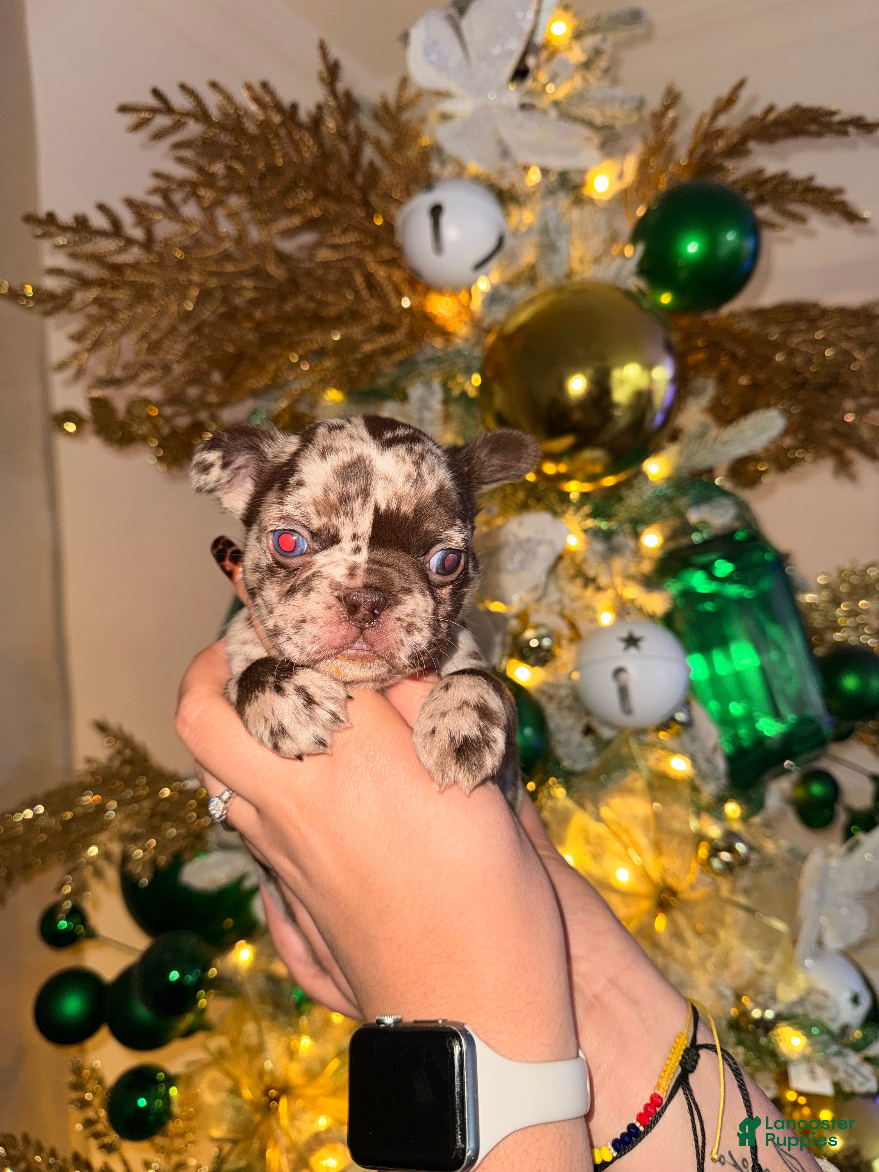 French Bulldog dogs French Bulldog Puppy 5 - Ad 3