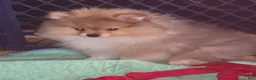 Pomeranian dogs for sale: Pomeranian Puppy 1 - Ad 4