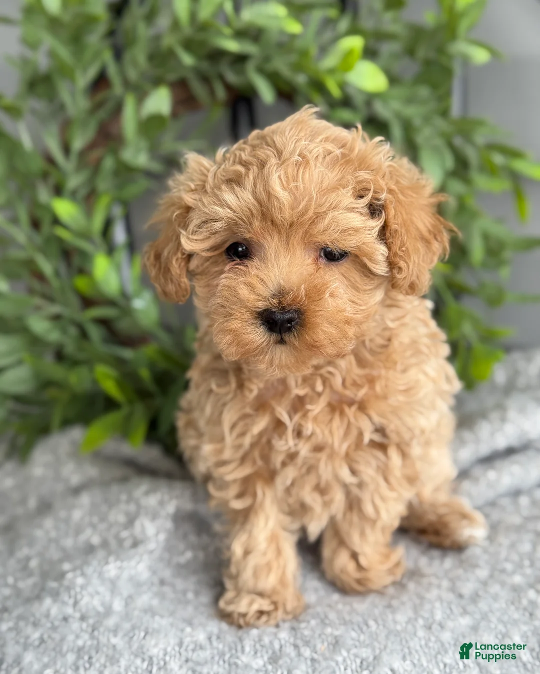 Maltipoo dogs for sale: Tillie - Ad 4