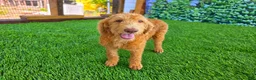 Labradoodle dogs for sale: Honey - Ad 2