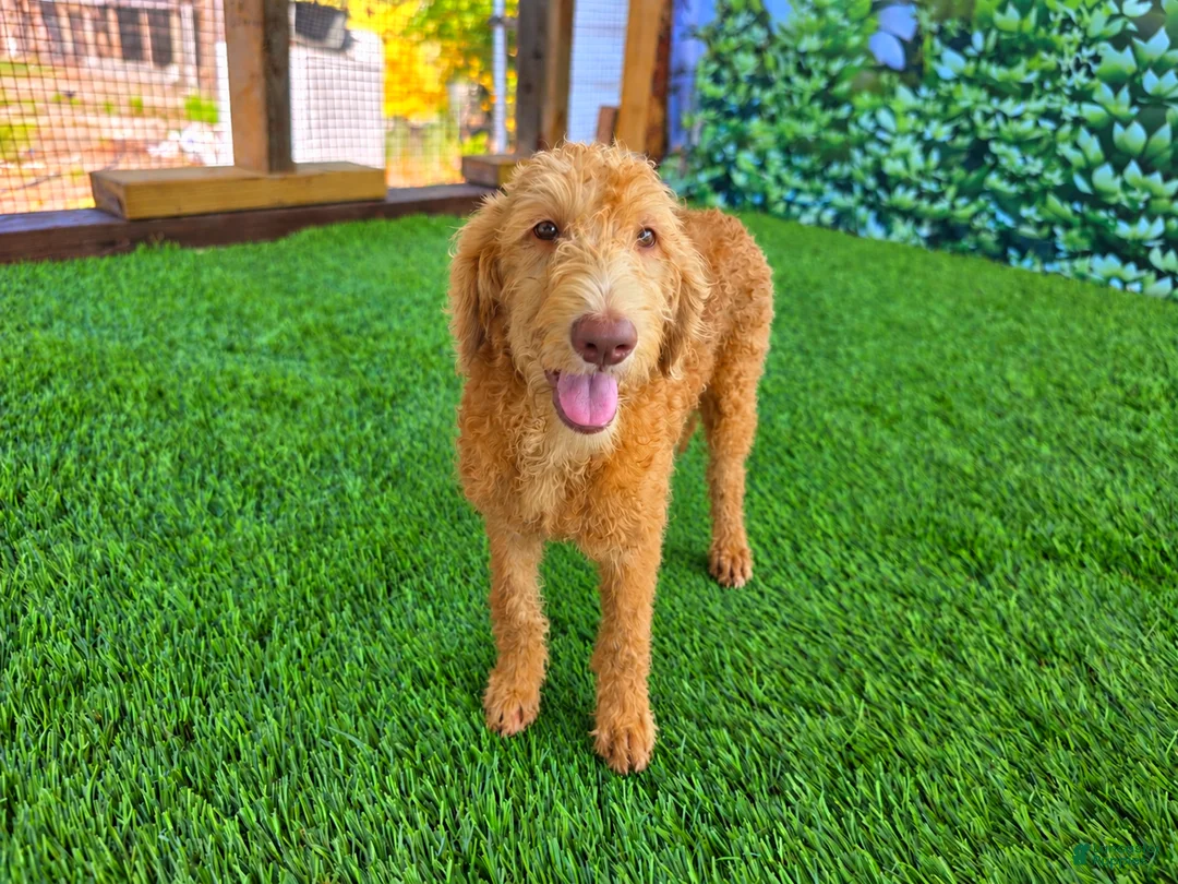 Labradoodle dogs for sale: Honey - Ad 2