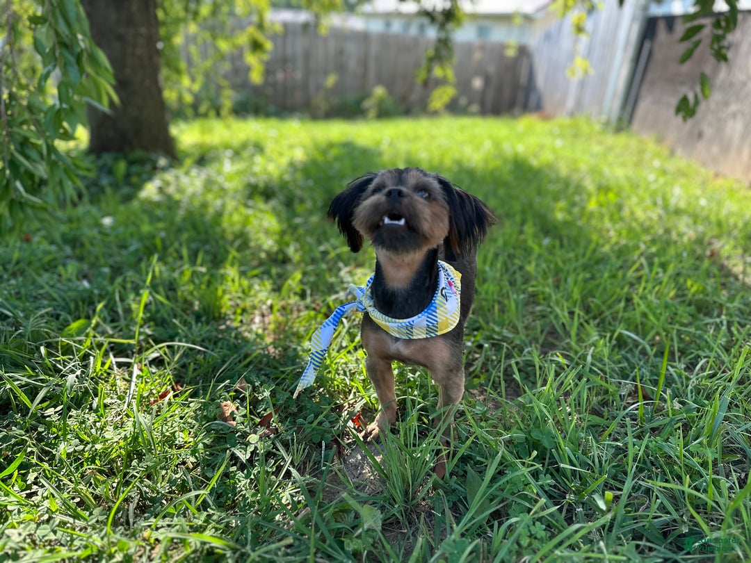 Shorkie dogs for sale: Isabel - Ad 12