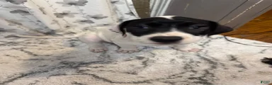 American Pit Bull Terrier 3