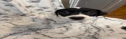 American Pit Bull Terrier dogs for sale: American Pit Bull Terrier 3 - Ad 1