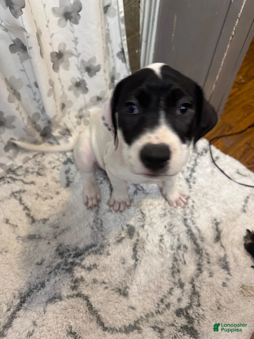 American Pit Bull Terrier dogs for sale: American Pit Bull Terrier 3 - Ad 1
