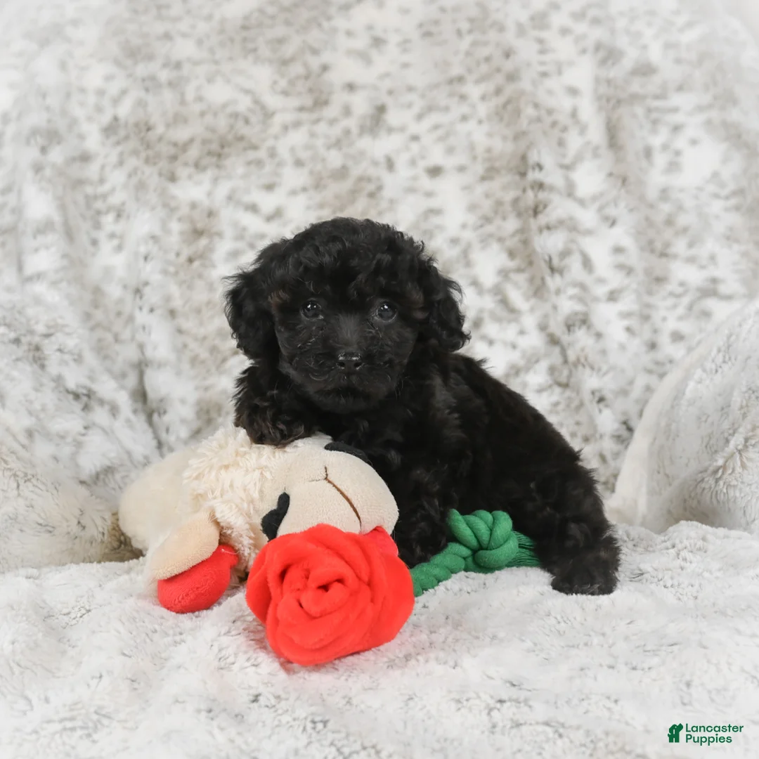 Cavapoo dogs for sale: Toby - Ad 11