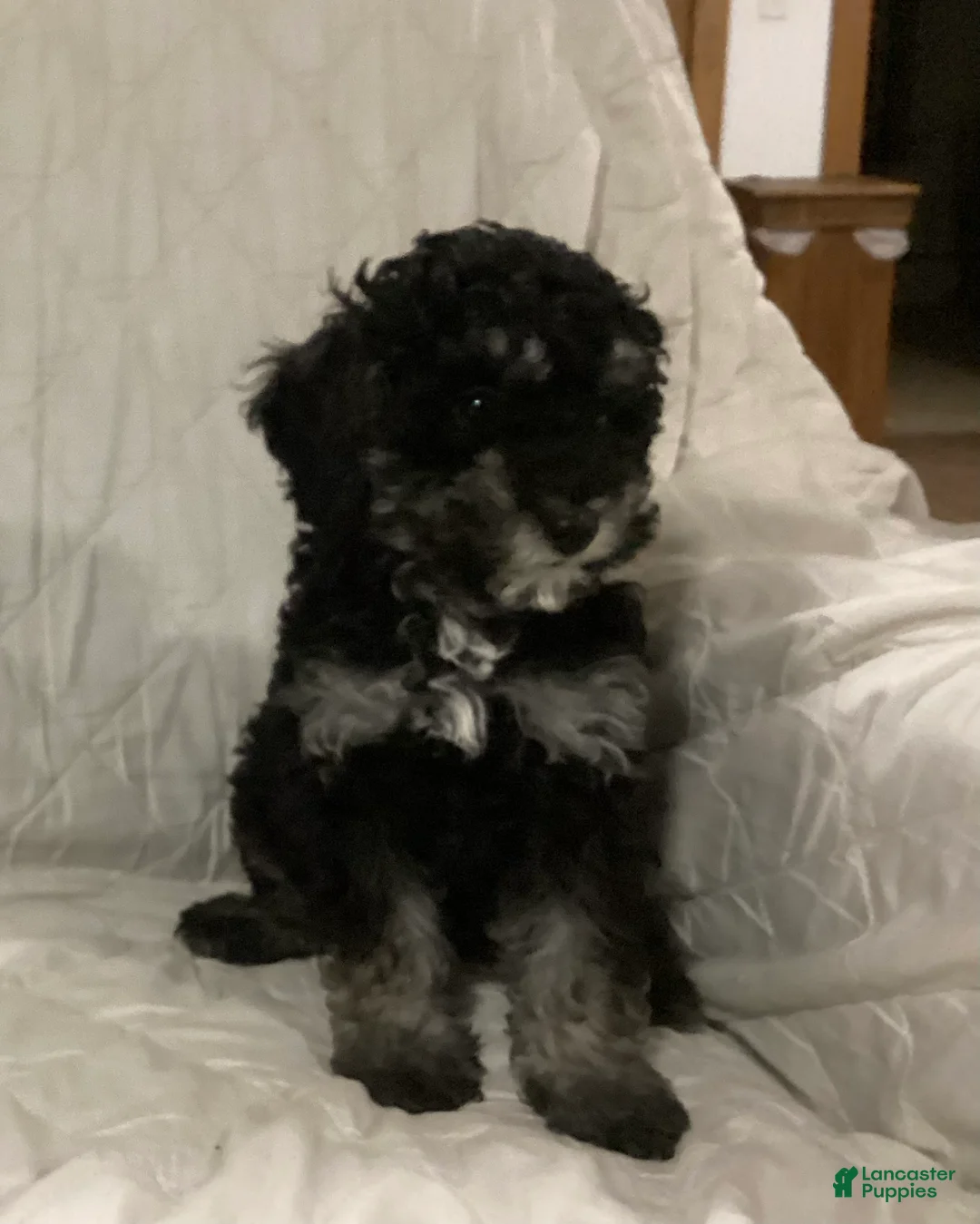 Miniature Poodle dogs for sale: Stormy  - Ad 4