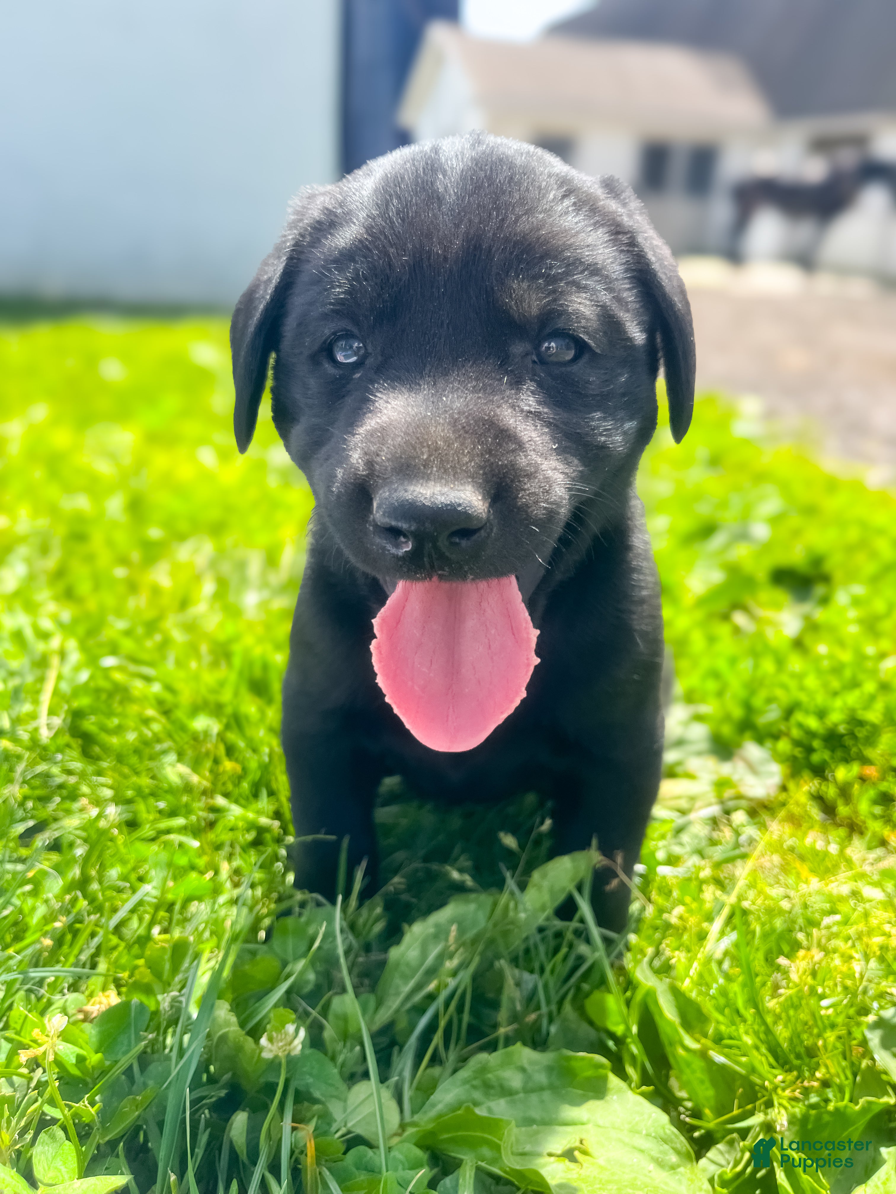 Labrador Retriever dogs Todd - Ad 1
