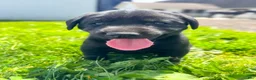 Labrador Retriever dogs for sale: Todd - Ad 1