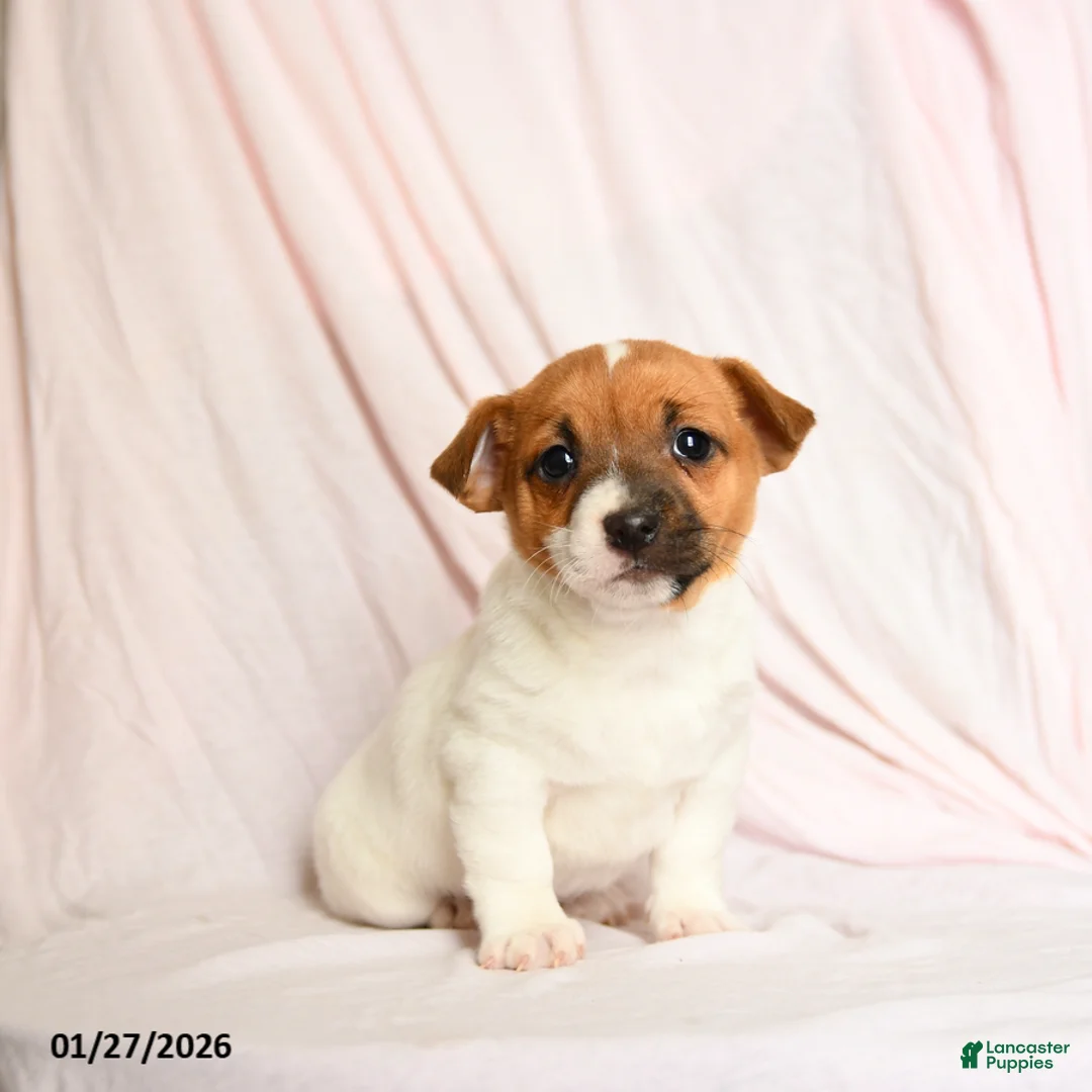 Jack Russell Terrier dogs for sale: Ace - Ad 2