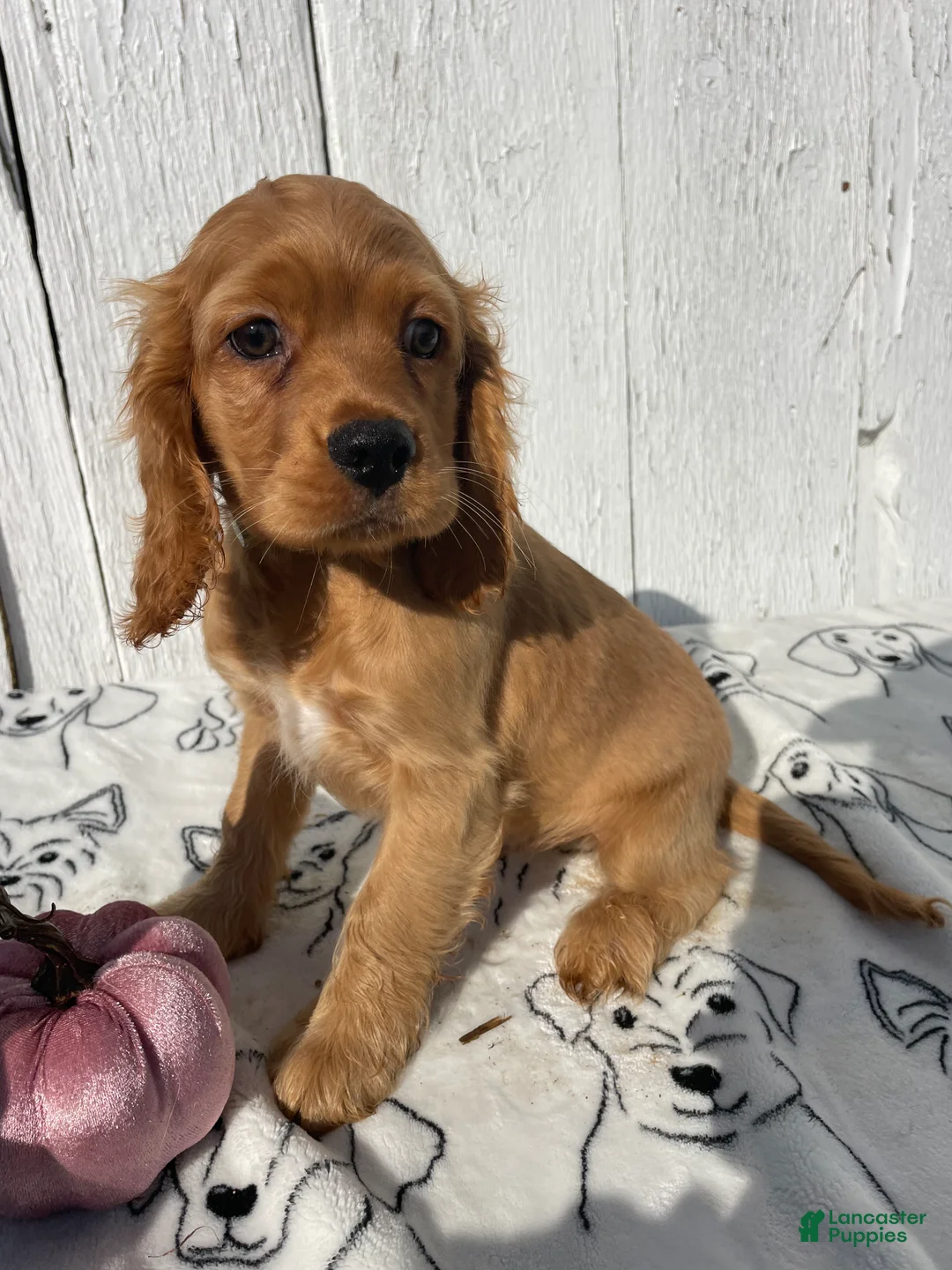 Cocker Spaniel dogs for sale: Peanut - Ad 2