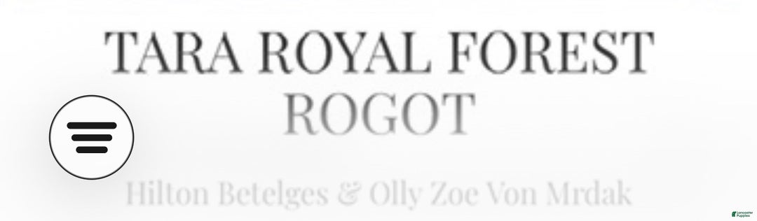 Doberman Pinscher dogs for sale: Doberman Pinscher Puppy 1 - Ad 2