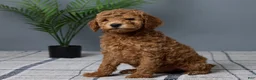 Mini Goldendoodle dogs for sale: Carson - Ad 2