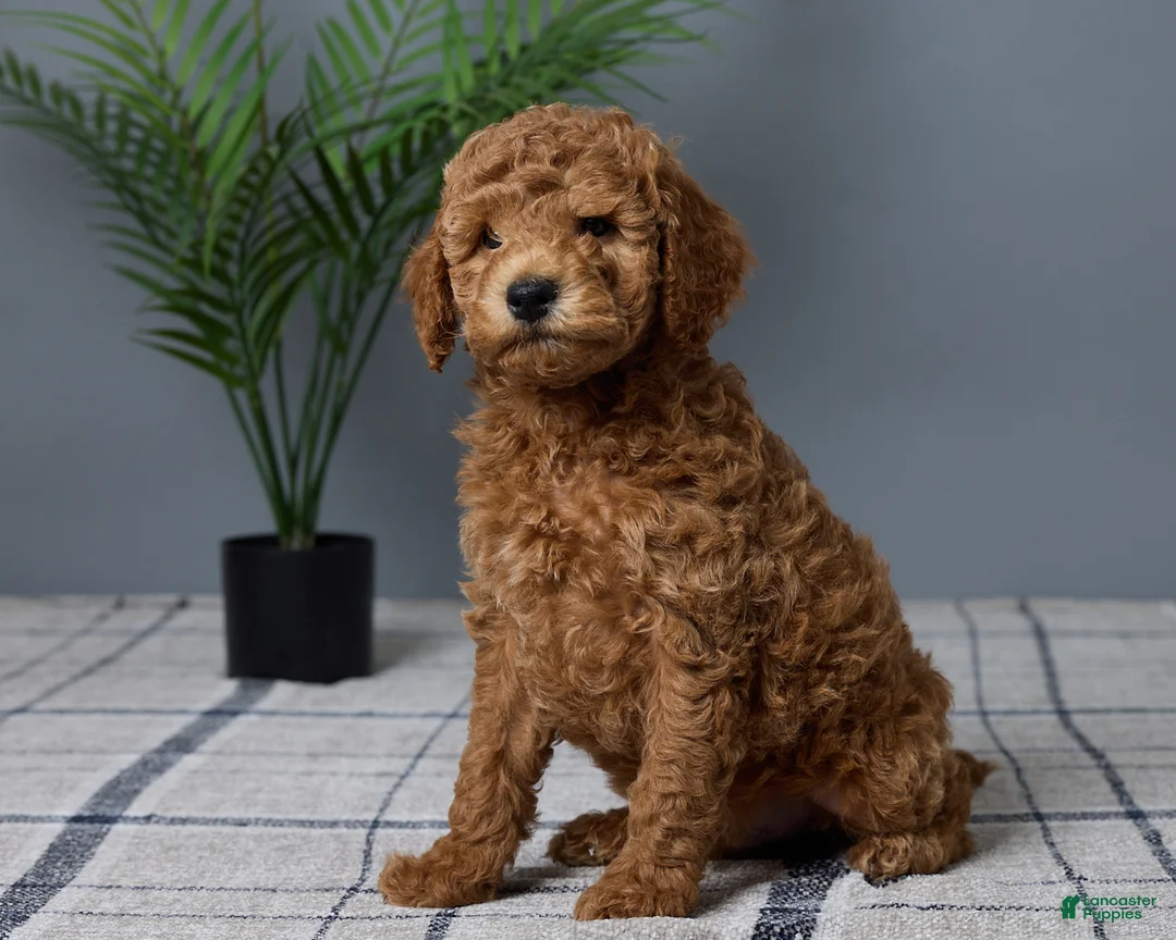 Mini Goldendoodle dogs for sale: Carson - Ad 2